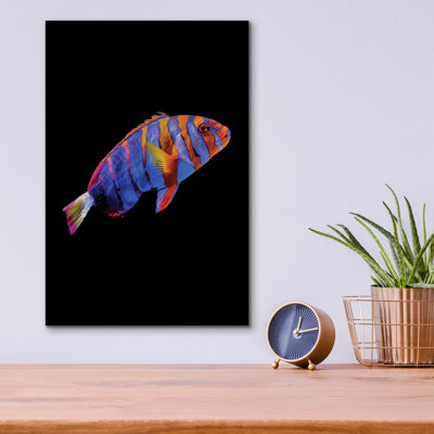 «Australian Harlequin Tuskfish» par Epic Portfolio, art mural en verre acrylique