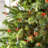 50.5' 100-Light String Lights-31889547