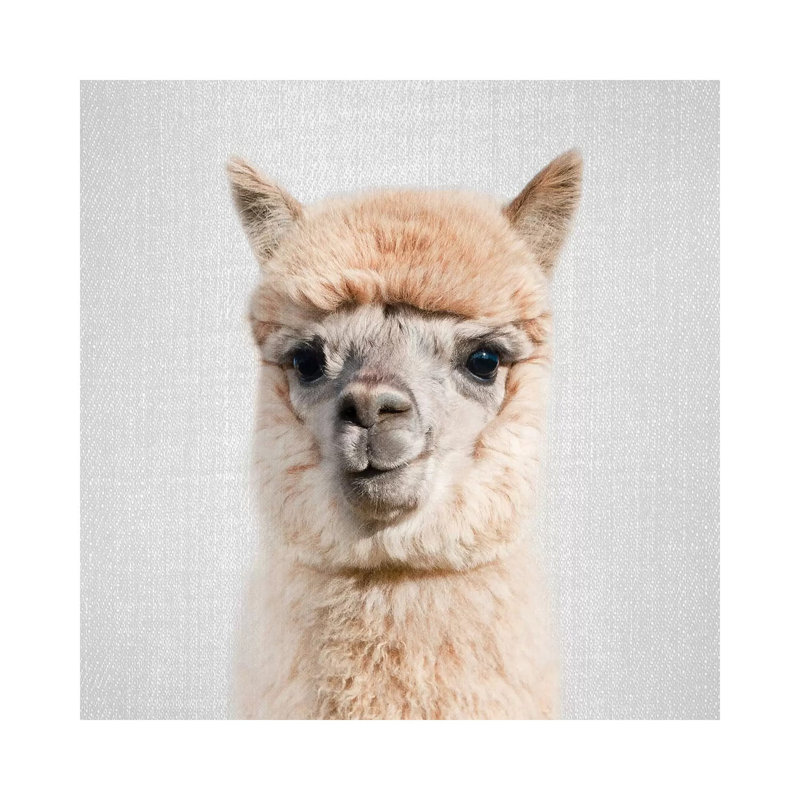 Alpaca - Lycoming Glasses - Wrapped Canvas Print, 30.48 cm H x 30.48 cm W