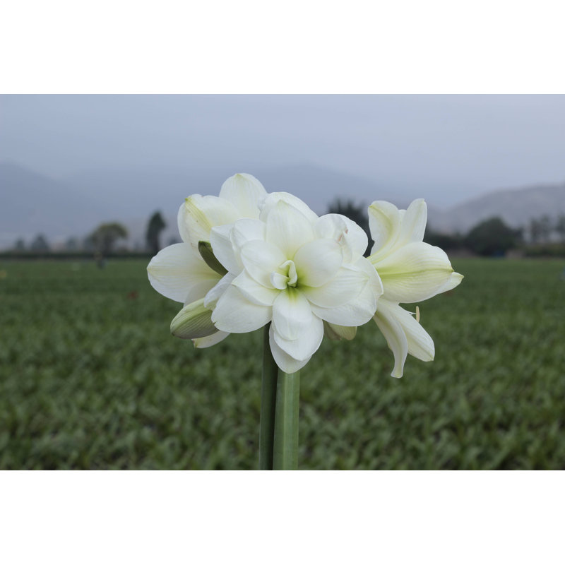 Bare DOUBLE White Flower Amaryllis Bulbs For Planting