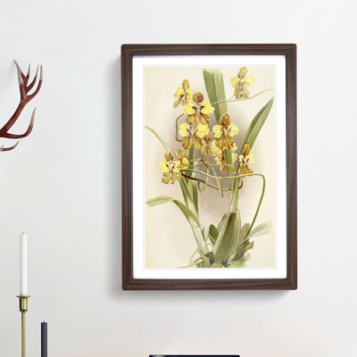 Magnolia Flowers Illustration Tab.64 by Frederick Sander - Picture Frame Art Print