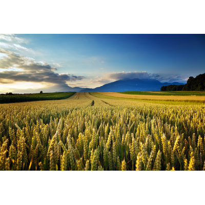Wheat Field with Mountains by Alle12