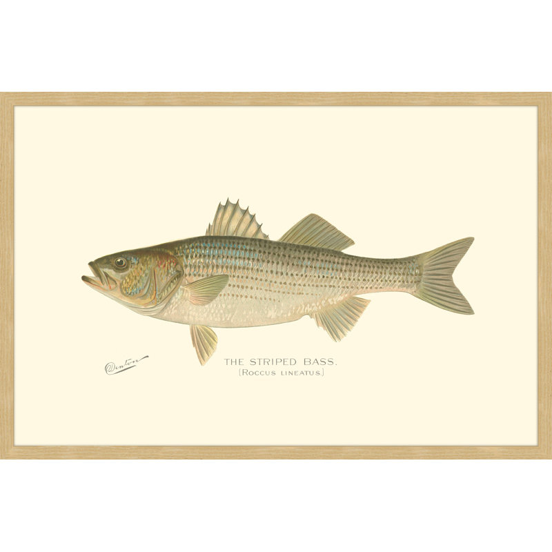 "Bass" Framed Print, 24" H x 36" W x 1.5" D