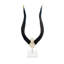 African Nyala V-Skull on Lucite Stand