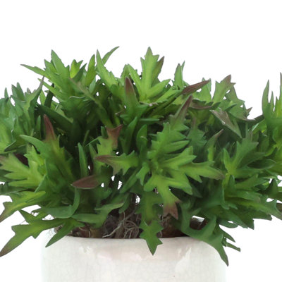 Plantes grasses dans un pot en céramique