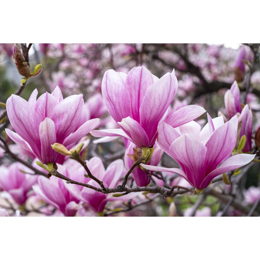 Magnolienblüten von Claudio.arnese - Druck auf Leinwand ohne Rahmen