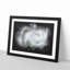 White Rose - Picture Frame Graphic Art Print-56863684-56863687