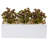 Sedum Succulent in Rectangular Planter