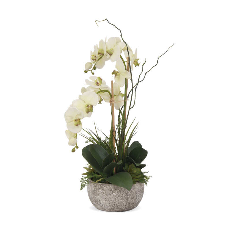 Cream Green Orchid and Succulent Arrangement in Moss Green Pot