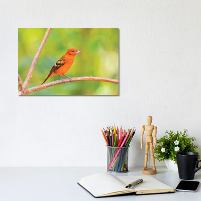 Central America, Costa Rica. Male Flame-colored Tanager. by Jaynes Gallery - Wrapped Canvas Gallery-Wrapped Canvas Giclée