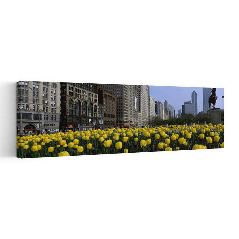 Tulipe en fleurs dans un parc avec des bâtiments en arrière-plan, Grant Park, South Michigan Avenue, Chicago, Cook County, Illinois