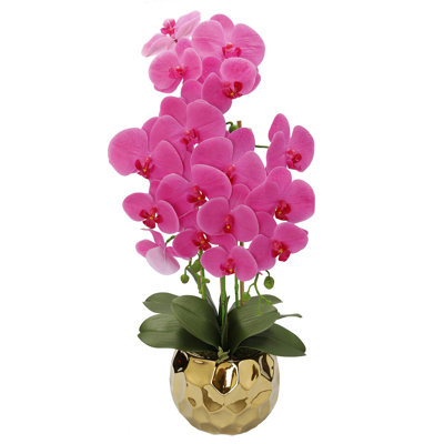 Orchidée dans un vase