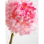 Fiori Chrysanthemum Arrangement