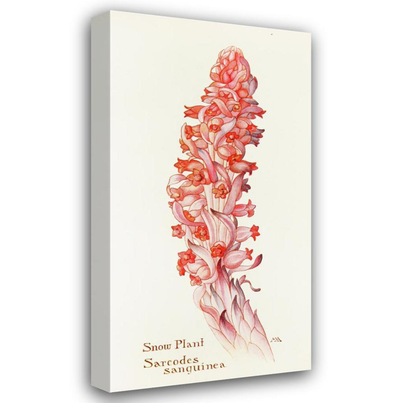 «Snow-Plant» par Margaret Armstrong - Art mural sur toile tendue avec châssis, H 24 po x l 17 po