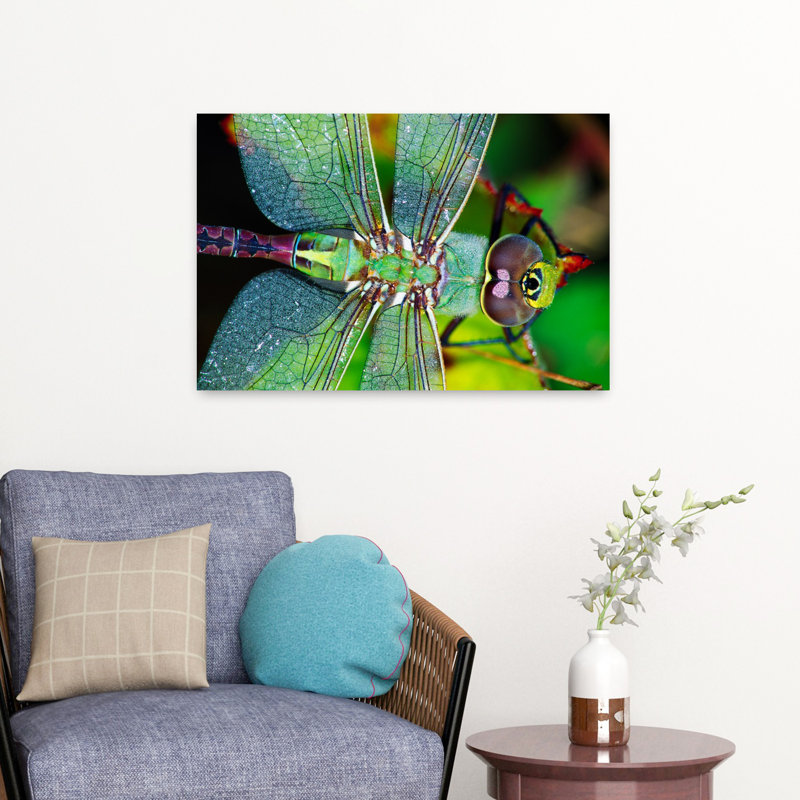 Libellule Darner, H 16 po x l 24 po