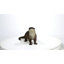 Loutre debout