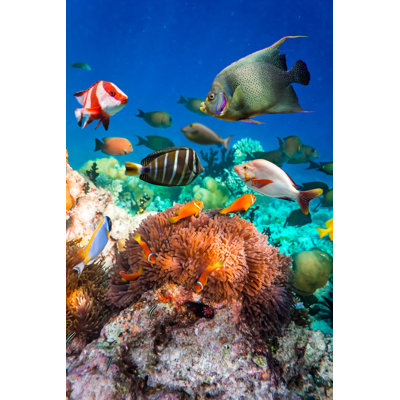 Anemonefish by Cookelma - Wrapped Canvas Print