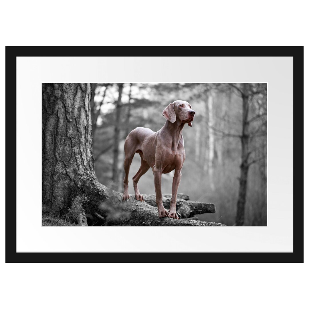 Gerahmtes Poster Weimaraner Baumwurzeln