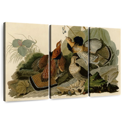 Tétraie à volants Brampt d'oiseaux d'Amérique