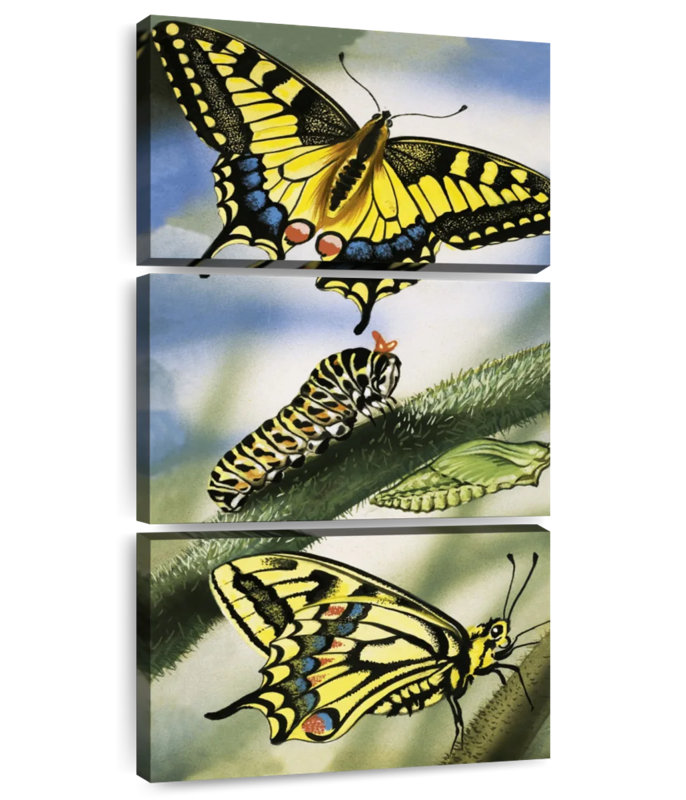 Papillons, H 27 po x l 12 po