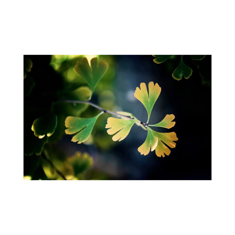 A Leaf Tells The Fall - Wrapped Canvas Print, 20.32 cm H x 30.48 cm W