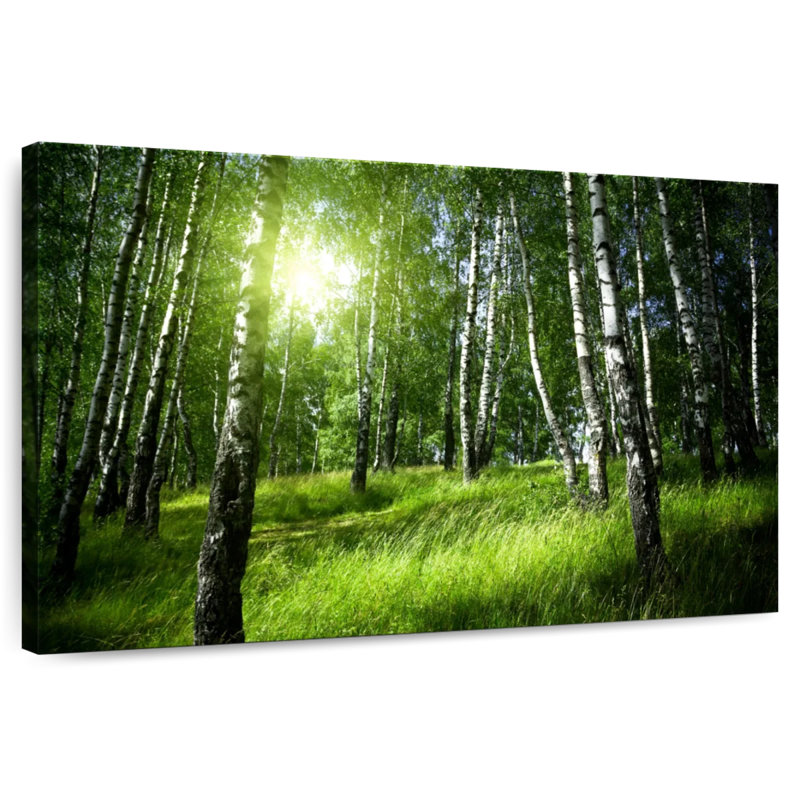 Alvord Birch Forest Sunrise View, 8" H x 12" W