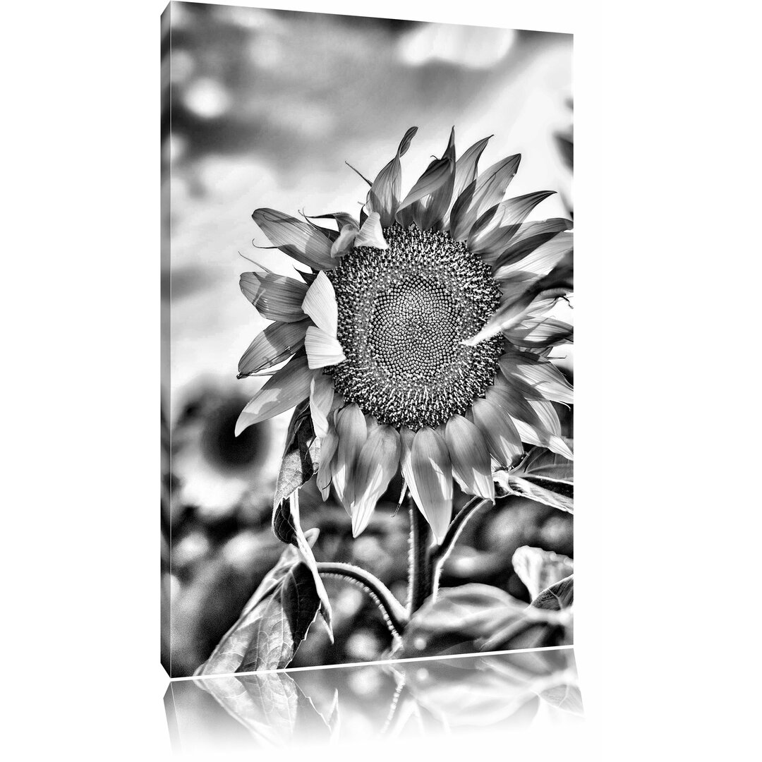 Leinwandbild Sonnenblumen Sonnenblumenfeld Sonnenblumenkerne Sonnenschein   in Monochrom