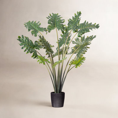 38" Philodendron Plant in Pot