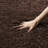 Starr Hill Brown Area Rug-23563202