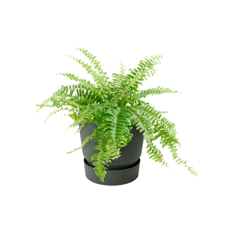 Balcony Planter, Leaf Green