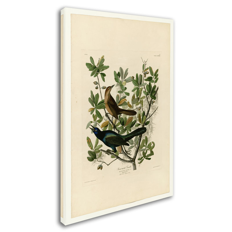 « boattailed grackleplate 187 », reproduction sur toile tendue, H 19 po x l 12 po