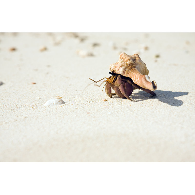 Hermit Crab On Beach by RobertKacpura - Wrapped Canvas Print, 20cm H x 30cm W