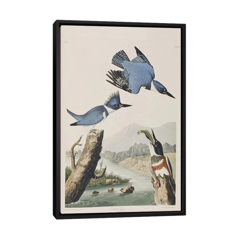 « belted kingfisher », impression sur toile, H 26 po x l 18 po x P 1,5 po, Toile avec cadre noir, Pas de tapis