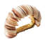 Shell Arc Napkin Ring