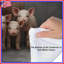 Édredon cochon famille debout ensemble-123586525