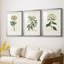 Antique Turpin Botanical VII - reproduction sur mesure encadrée de qualité supérieure - 3 pièces-312085998-312085984