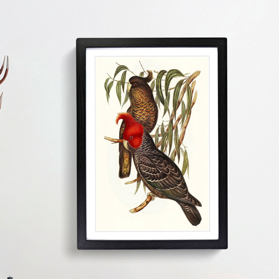 Gang-Gang Cockatoos by Elizabeth Gould - Framed Print