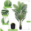 178cm Plant