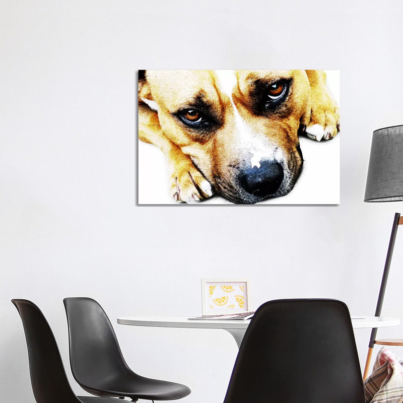 Bull Terrier Eyes by Michael Tompsett - Wrapped Canvas Print, 66.04 cm H x 45.72 cm W x 1.91 cm D