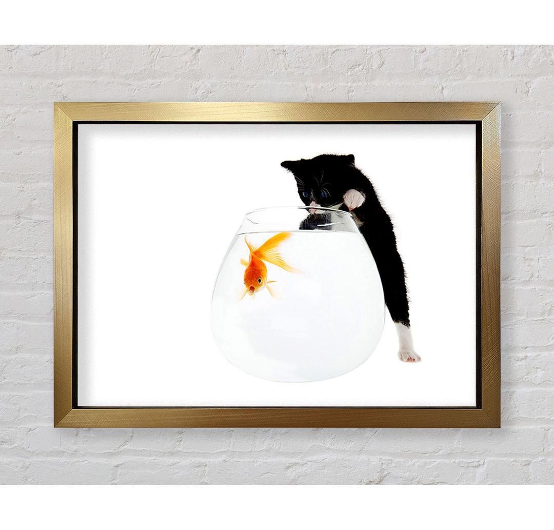 Kitten Fish Bowl - Einzelner Bilderrahmen Kunstdrucke