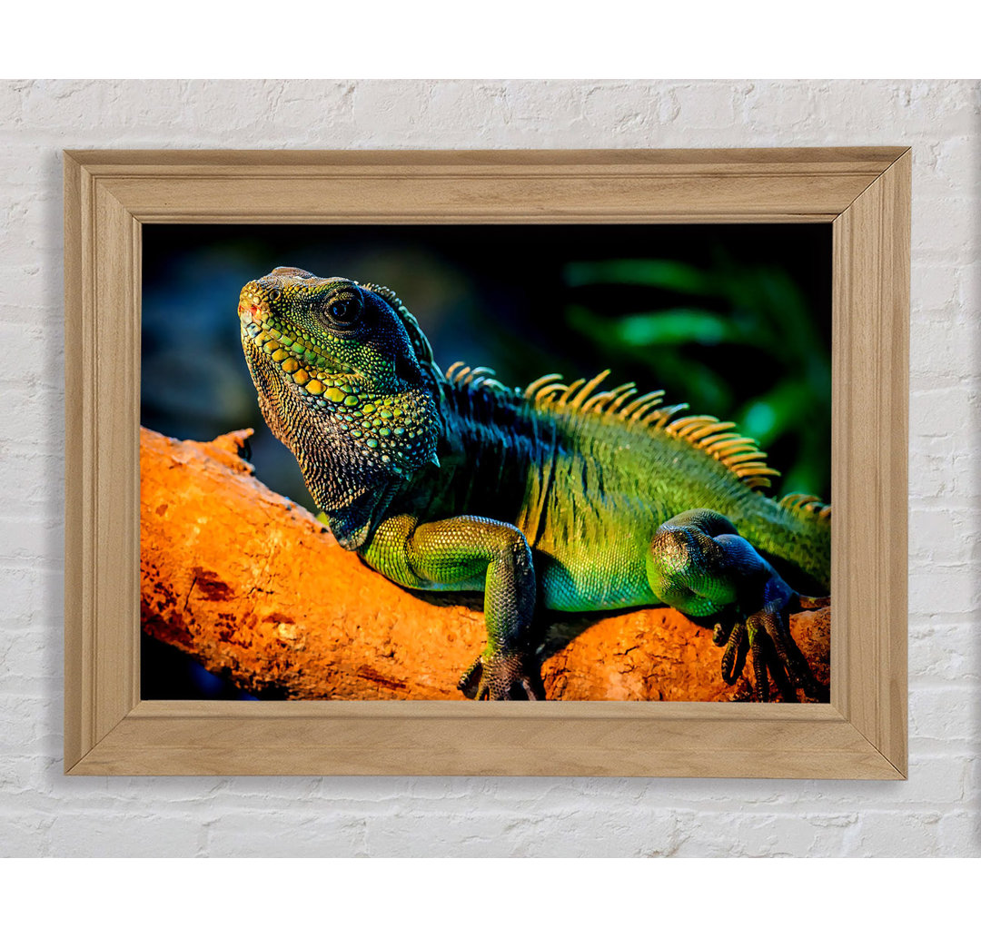 Gerahmtes Poster Iguana