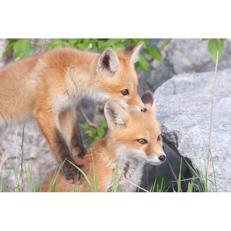 Red Fox Pups par Rpbirdman, H 8 po x l 12 po