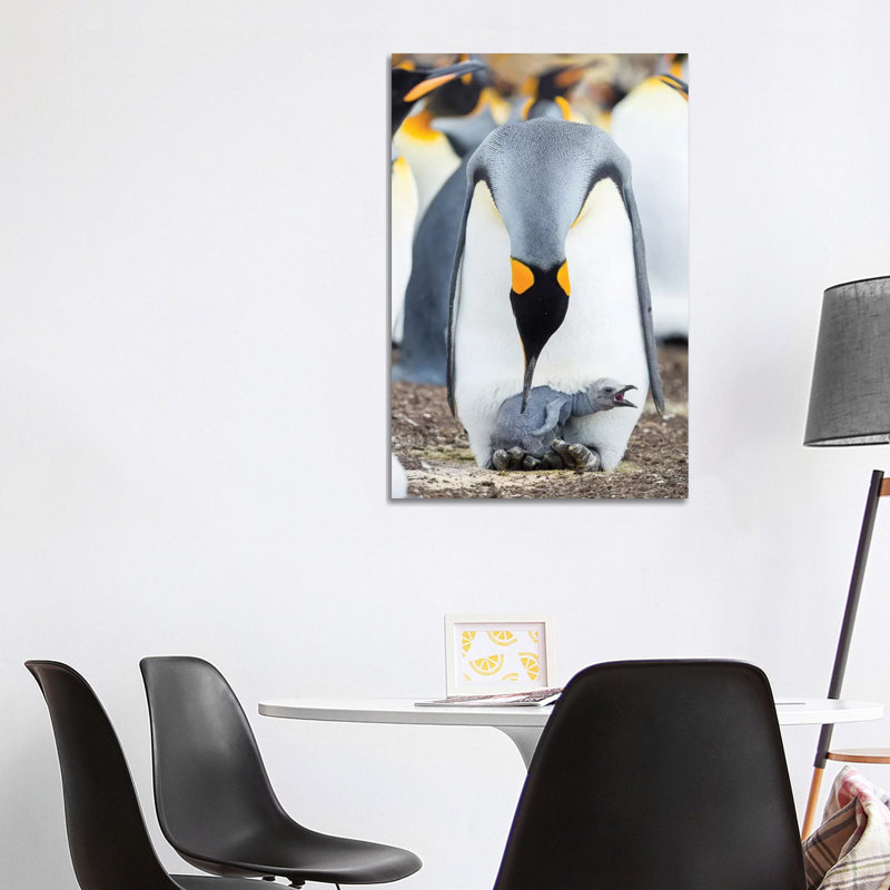 King Penguin Chick Begging For Food While Resting On The Feet Of A Parent, Falkland Islands. by Martin Zwick - Wrapped Canvas Print