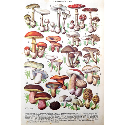 " Illustration Of Mushrooms " by Gwengoat