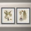 Fougère Botanical IV-ensemble de 2 reproductions d’art sur papier encadrée-573384150