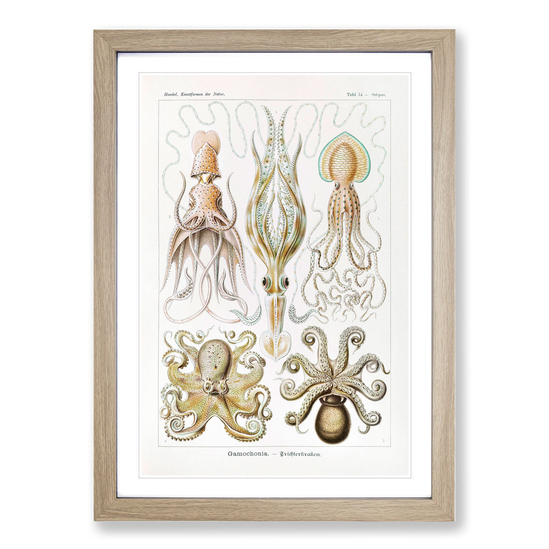 Octopus and Squid by Ernst Haeckel - Framed Print