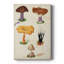 Mushroom Species VII - Gallery Cavas-1535628303