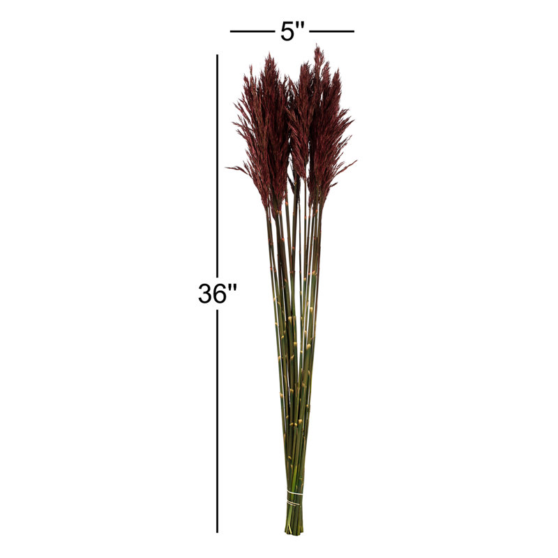 Zellmer 36'' H Preserved Plume Reed Bundle, Merlot