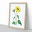 Trumpet Stalked Sunflowers - Framed Print-55642232-55642233