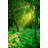 Rainforest - Wrapped Canvas Print-1927849161